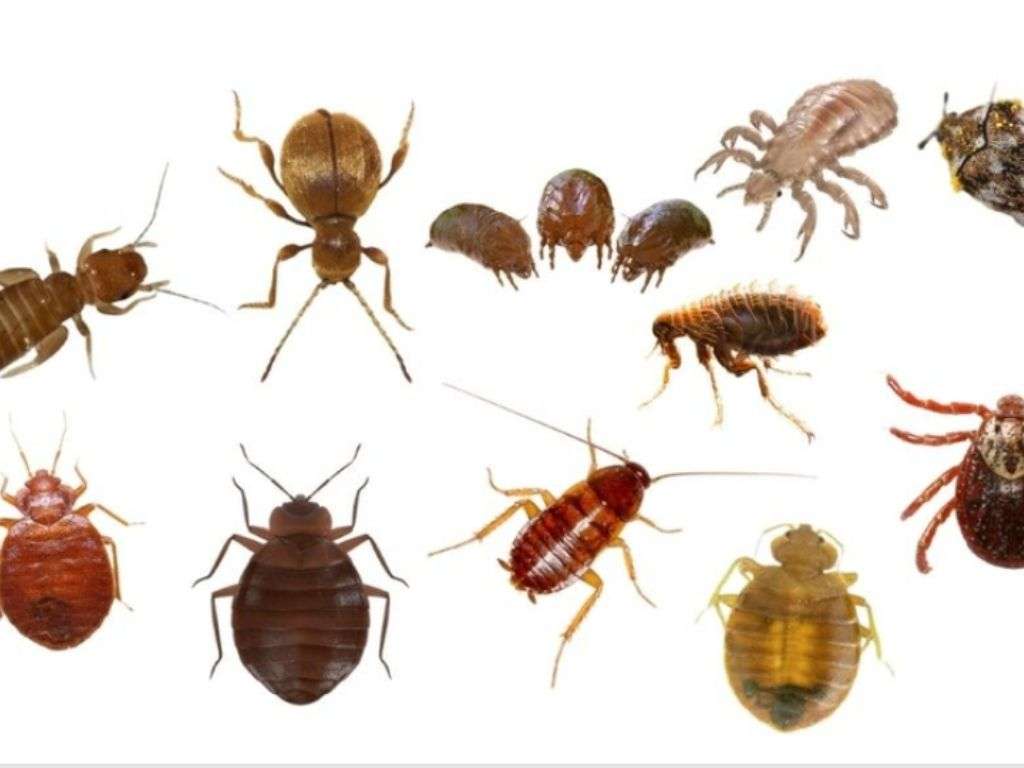 What Bugs Are Mistaken for Bed Bugs?